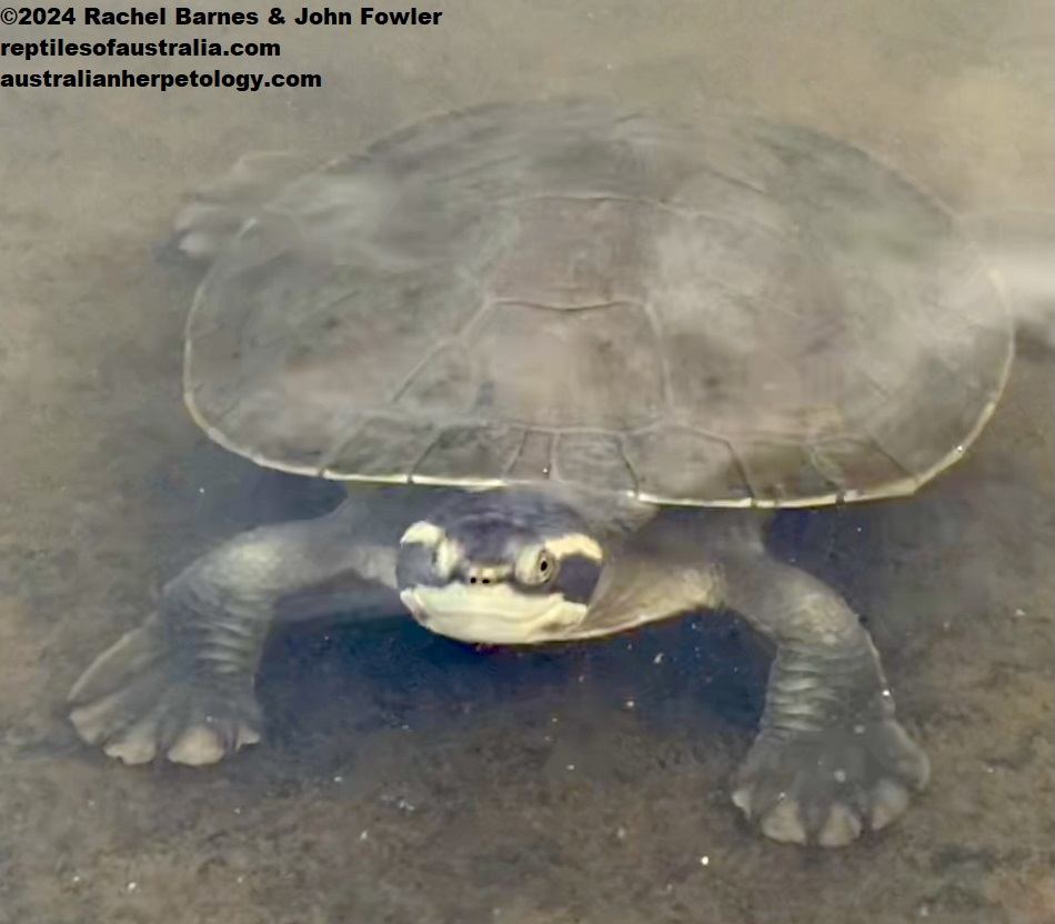 Krefft's Turtle (Emydura macquarii krefftii) photographed at Warrina Lakes, Innisfail, Qld