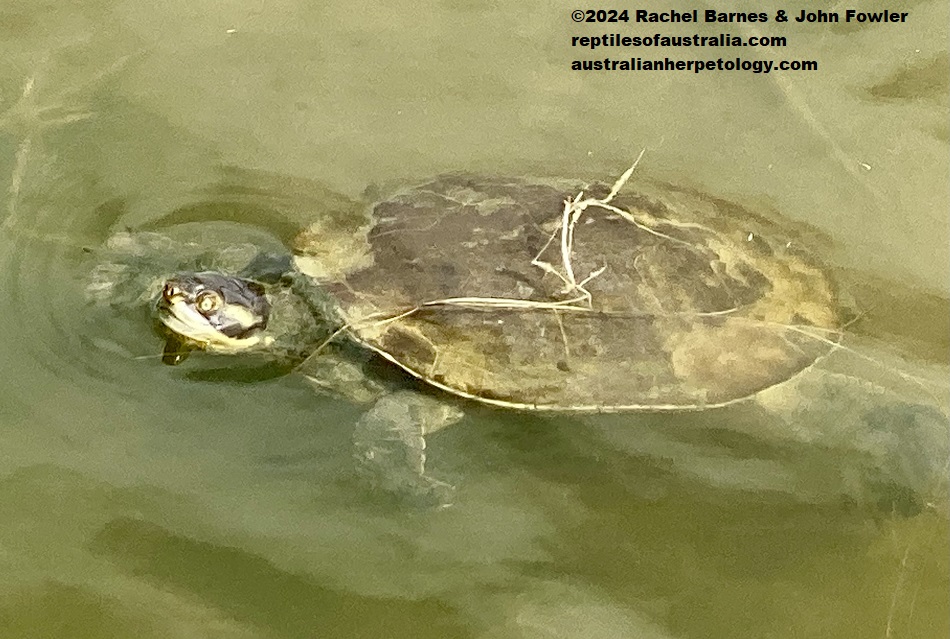 Krefft's Turtle (Emydura macquarii krefftii) photographed at Canoe Point Parklands, Tannum, Qld.