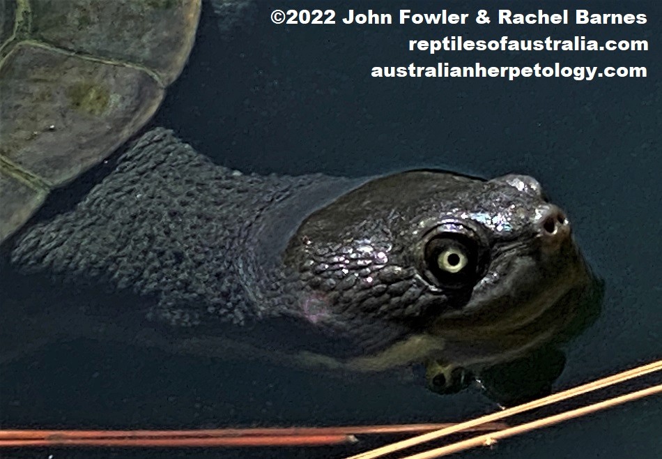 Murray River Short-neck Turtle (Emydura macquarii macquarii) photographed at the Himeji Japanese Gardens Adelaide, SA