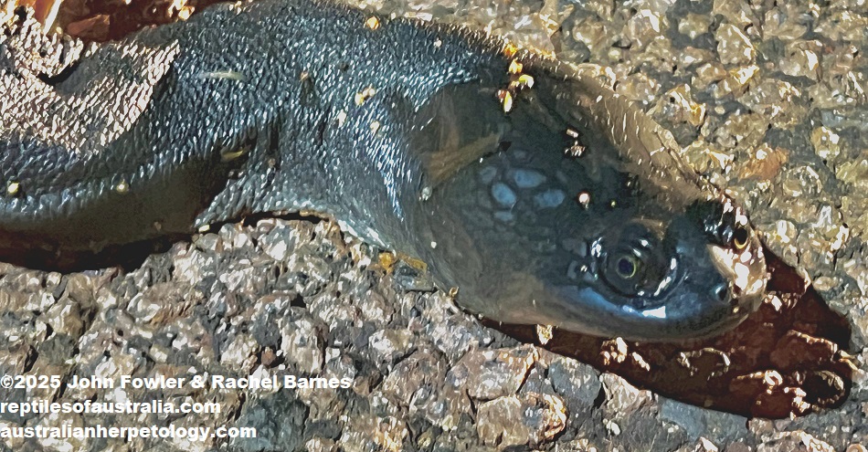 Northern long-necked Turtle (Chelodina rugosa) from Fogg Dam, near Darwin, NT.