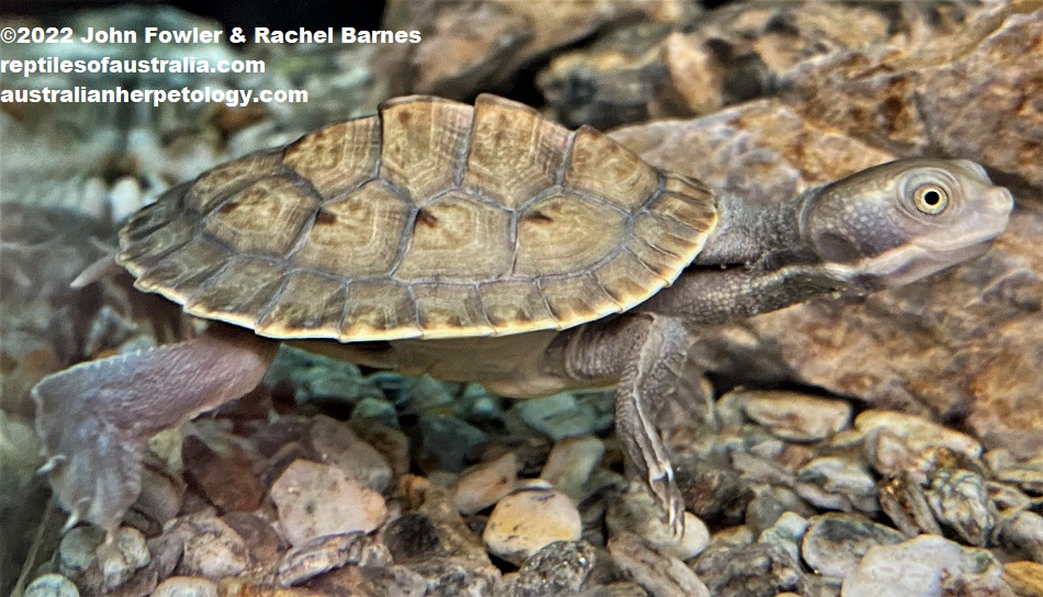 Hatchling Murray River Short-neck Turtle (Emydura macquarii macquarii ) photographed in an Adelaide pet shop 