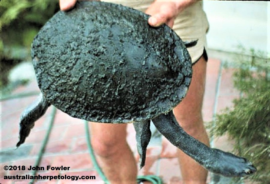 Broad-shelled turtle Chelodina expansa