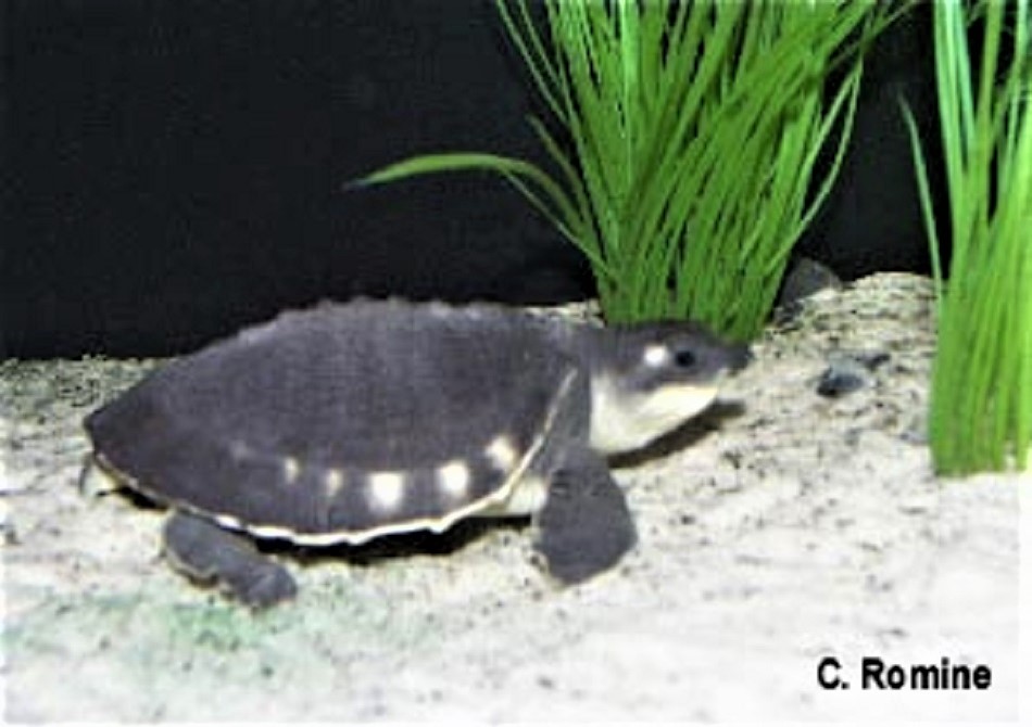 pig-nosed turtle (Carettochelys insculpta), pitted-shelled turtle , Fly River turtle