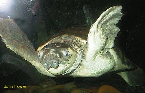 cinsculpta4.jpg