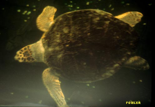Green Sea Turtle